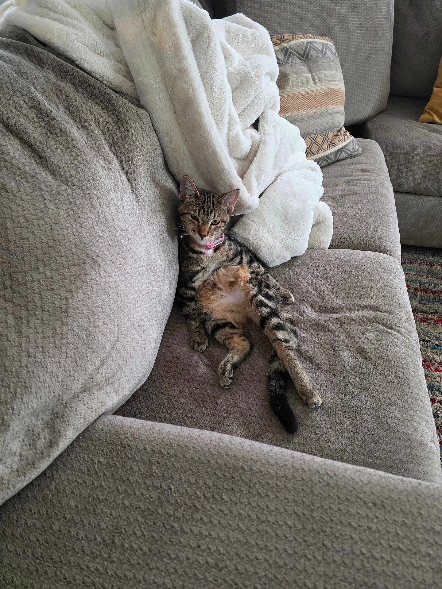 Miss H joined the competition — help win amazing prizes! cat, tabby_cat, couch, blanket, indoor, pet, animal, relaxing, feline, striped, fur, collar, living_room, furniture, cozy, resting, domestic_animal, soft, comfort, home