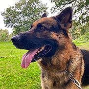 Miro a rejoint le concours — aidez-le/la à gagner de superbes lots ! dog, german_shepherd, animal, pet, outdoor, grass, tree, nature, leash, canine, tongue_out, portrait, muzzle, fur, ears, happy, daylight, park, closeup, watchful