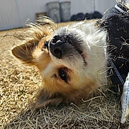 Gizmo joined the competition — help win amazing prizes! dog, close_up, grass, outdoor, sunlight, dry_grass, pet, canine, face, fur, ears, black_nose, whiskers, playful, relaxed, daytime, backyard, fence, cloudy_sky, animal