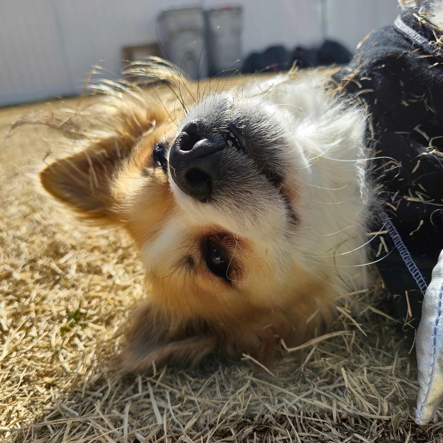 Gizmo