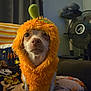 dog, costume, orange, fluffy, pet, indoor, couch, blanket, fan, animal, portrait, cute, small_dog, furniture, home, expression, sitting, face, whiskers, cozy