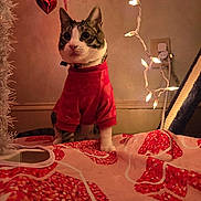 Bello joined the competition — help win amazing prizes! cat, tabby, red_sweater, pet, indoor, holiday_lights, festive, decoration, heart_ornament, blanket, warm_lighting, wall_outlet, curious, cute, animal, feline, cozy, christmas, sitting, portrait