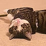 cat, tabby, upside_down, floor, collar, pet, whiskers, pink_nose, curious, indoor, fur, striped, cute, animal, relaxed, wide_eyes, ears, domestic, playful, lying_down