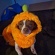 Willow joined the competition — help win amazing prizes! dog, costume, orange, fluffy, pet, animal, indoor, cute, sleepy, brown, white, green, face, fur, small_dog, clothing, puppy, expression, cozy, resting