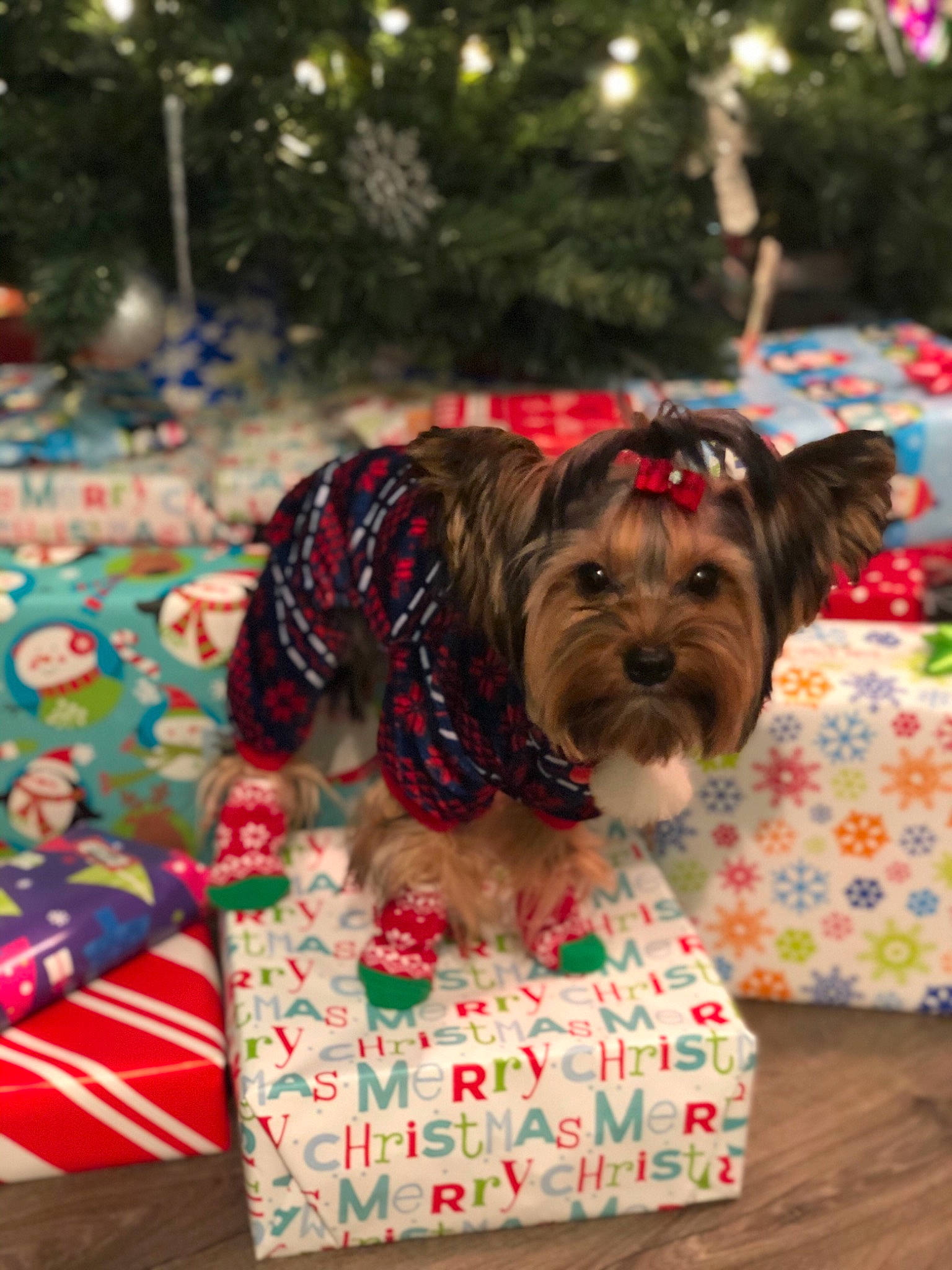 Phoebe joined the competition — help win amazing prizes! cairn_terrier, canidae, carnivore, christmas, christmas_eve, christmas_ornament, companion_dog, dog, dog_breed, dog_clothes, morkie, puppy, schnoodle, shih_tzu, small_terrier, sporting_group, terrier, toy_dog, yorkshire_terrier