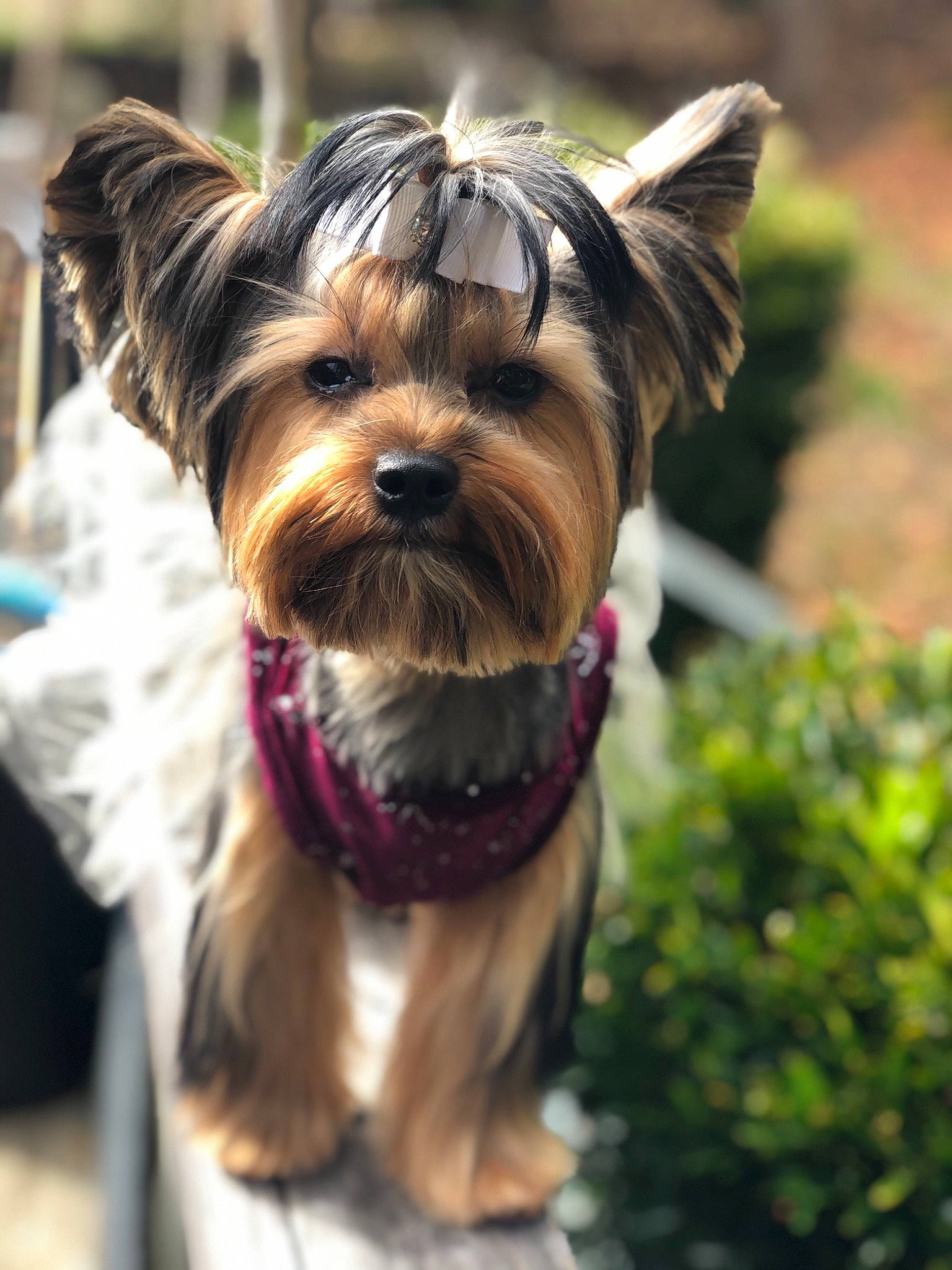 Phoebe is registered to the contest to win money with this photo: australian_silky_terrier, biewer_terrier, canidae, carnivore, chinese_imperial_dog, companion_dog, dog, dog_breed, dog_clothes, mammal, morkie, puppy, rare_breed_dog, small_terrier, snout, terrier, toy_dog, vertebrate, yorkipoo, yorkshire_terrier