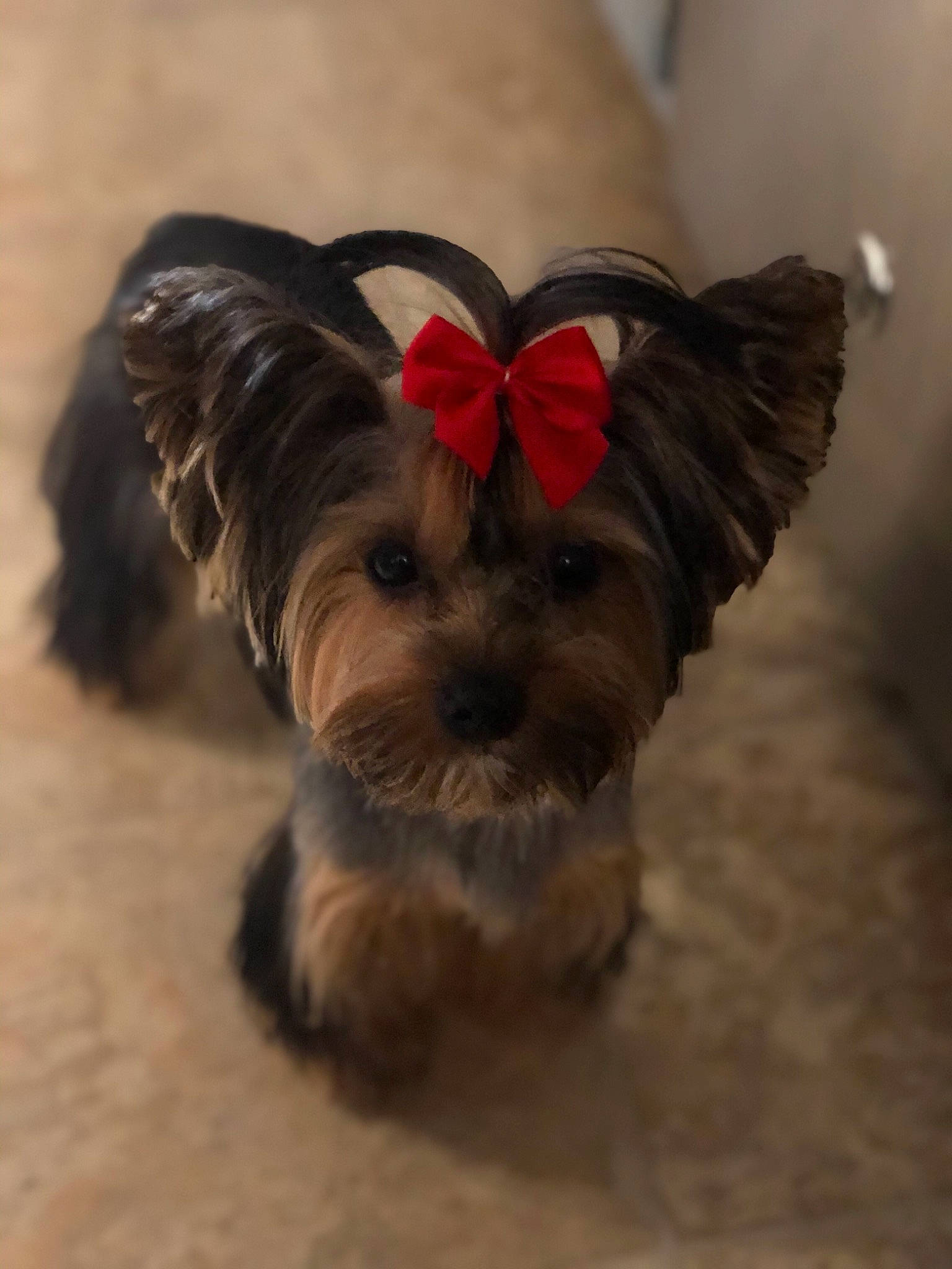 Phoebe joined the competition — help win amazing prizes! australian_silky_terrier, biewer_terrier, cairn_terrier, canidae, carnivore, chinese_imperial_dog, companion_dog, dog, dog_breed, mammal, morkie, puppy, rare_breed_dog, schnoodle, shih_tzu, small_terrier, snout, terrier, toy_dog, yorkshire_terrier