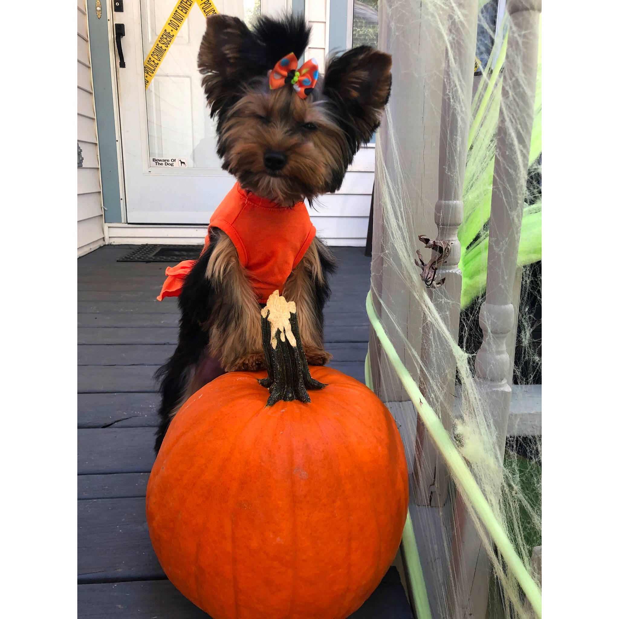 Phoebe is registered to the contest to win money with this photo: calabaza, canidae, carnivore, companion_dog, costume, cucurbita, dog, dog_breed, fashion_accessory, fruit, orange, plant, pumpkin, puppy, shih_tzu, small_terrier, terrier, toy_dog, trick_or_treat, yorkshire_terrier