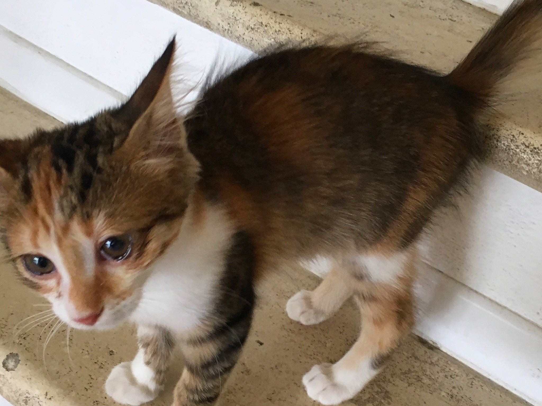 Panam a rejoint le concours — aidez-le/la à gagner de superbes lots ! aegean_cat, american_wirehair, arabian_mau, carnivore, cat, domestic_short_haired_cat, european_shorthair, fawn, felidae, fur, german_rex, kitten, mammal, ojos_azules, polydactyl_cat, small_to_medium_sized_cats, tabby_cat, tail, vertebrate, whiskers