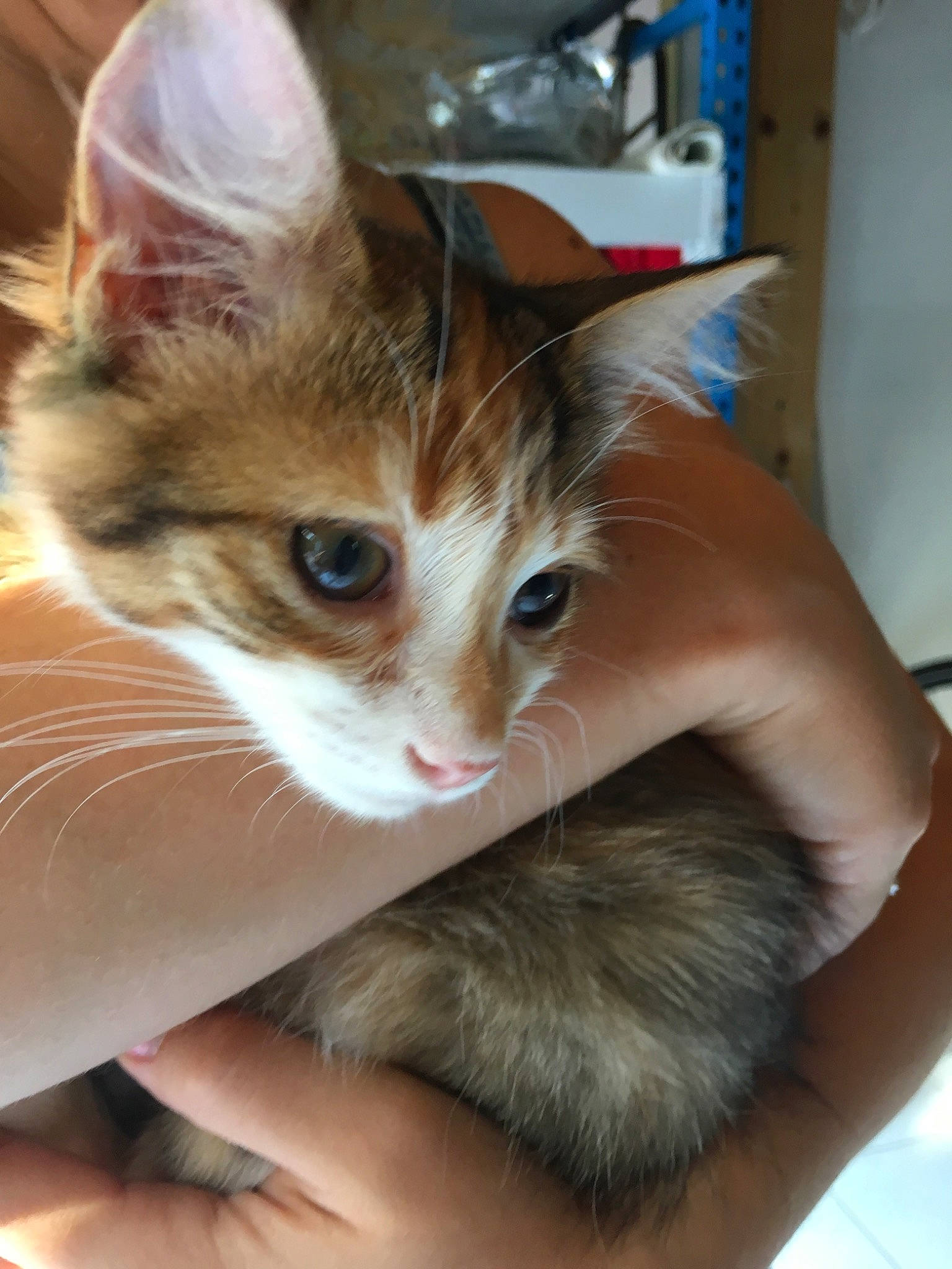 Panam participe au concours pour gagner de l'argent avec cette photo : aegean_cat, asian, carnivore, cat, domestic_short_haired_cat, ear, european_shorthair, fawn, felidae, german_rex, kitten, mammal, ojos_azules, small_to_medium_sized_cats, whiskers