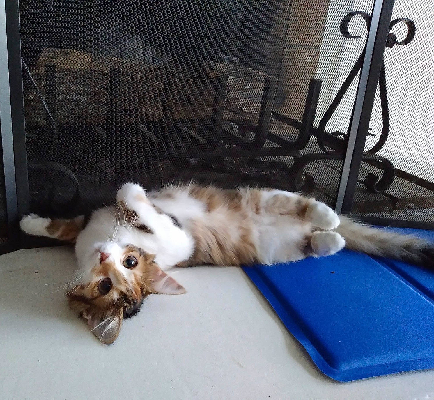 Panam a rejoint le concours — aidez-le/la à gagner de superbes lots ! animal_shelter, canidae, carnivore, cat, companion_dog, dog, felidae, kitten, paw, persian, ragamuffin, shih_tzu, small_to_medium_sized_cats, sporting_group