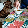 Gip participe au concours pour gagner de l'argent avec cette photo : dog, brown_dog, table, tablecloth, hand, bowl, food, chair, kitchen, person, indoor, waiting, pet, animal, curious, pattern, floral, colorful, domestic, side_view