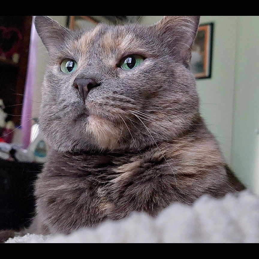 Shadow is registered to the contest to win money with this photo: abyssinian, angora, animal, art, bodypart, brasssection, cat, couch, furniture, hardwood, horn, kitten, manx, mouth, musicalinstrument, person, pet, siamese, snout, wood