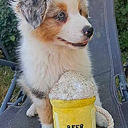 Buddy participe au concours pour gagner de l'argent avec cette photo : animal, beer_mug, chair, companion, cute, dog, fluffy, friendship, funny_text, furry, outdoor, pet, playful, plush_toy, puppy, relaxing, sitting, toy, yellow, young_dog