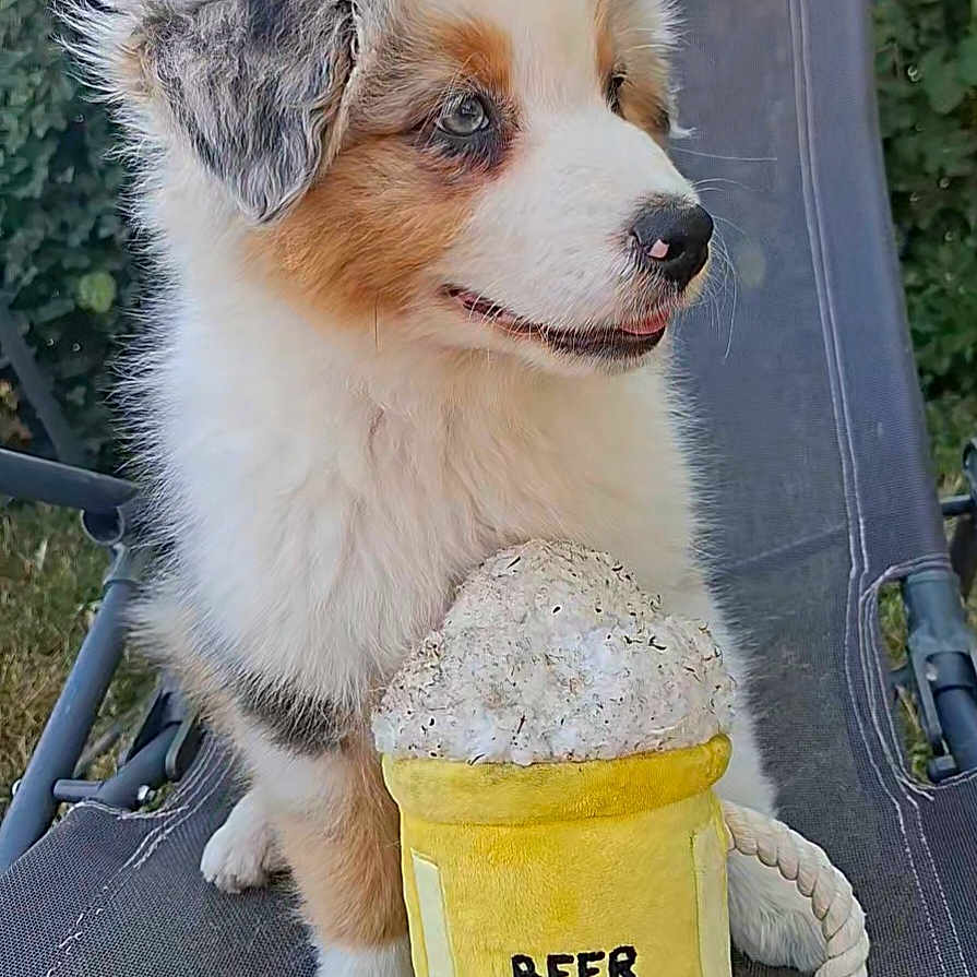 Buddy