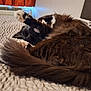 Gulliver joined the competition — help win amazing prizes! cat, bed, bedding, indoor, feline, fur, sleeping, stretching, paw, cozy, resting, domestic_animal, whiskers, tail, cute, pet, animal, relaxing, black_and_white, fluffy