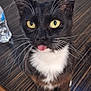 animal, black_and_white, cat, cheeky, close_up, curious, cute, domestic_cat, fur, indoor, pet, playful, sitting, table, tongue_out, tuxedo_cat, water_bottle, whiskers, wooden_table, yellow_eyes