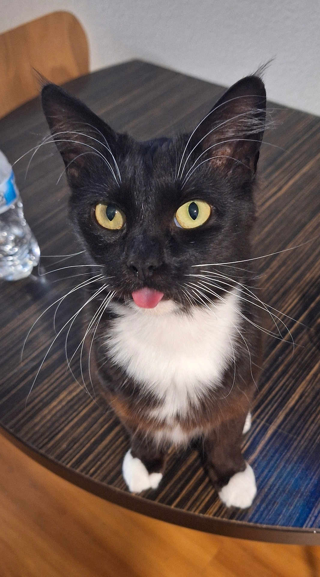 Gulliver is registered to the contest to win money with this photo: cat, tuxedo_cat, black_and_white, yellow_eyes, whiskers, tongue_out, table, wooden_table, water_bottle, indoor, pet, playful, cute, fur, animal, domestic_cat, close_up, sitting, cheeky, curious