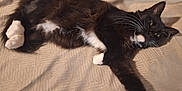 Gulliver joined the competition — help win amazing prizes! cat, black_and_white, feline, pet, laying_down, stretching, whiskers, paws, relaxed, indoor, fabric, texture, animal, cute, domestic_cat, fur, closeup, resting, sleepy, cozy
