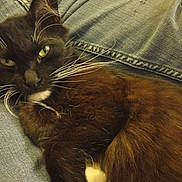 Gulliver joined the competition — help win amazing prizes! cat, black_cat, green_eyes, whiskers, fur, jeans, denim, relaxed, pet, animal, indoor, close_up, resting, cute, feline, portrait, sleepy, cozy, domestic_cat