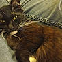 cat, black_cat, green_eyes, whiskers, fur, jeans, denim, relaxed, pet, animal, indoor, close_up, resting, cute, feline, portrait, sleepy, cozy, domestic_cat