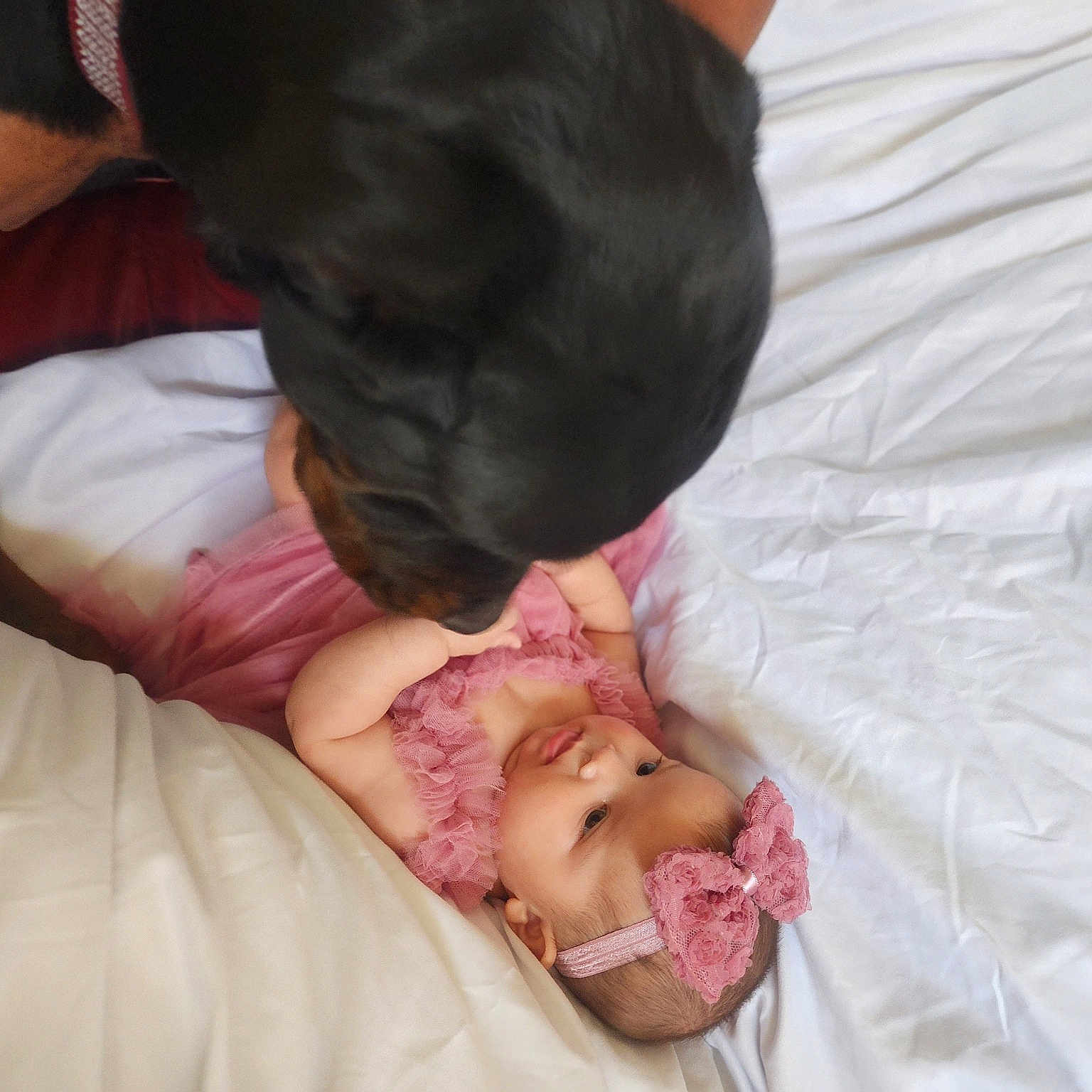 Prince Dante is registered to the contest to win money with this photo: abdomen, baby, bed, bedding, bedtime, canidae, child, comfort, companion_dog, dress, event, flesh, gesture, human_leg, linens, nap, room, skin, sleep, toddler