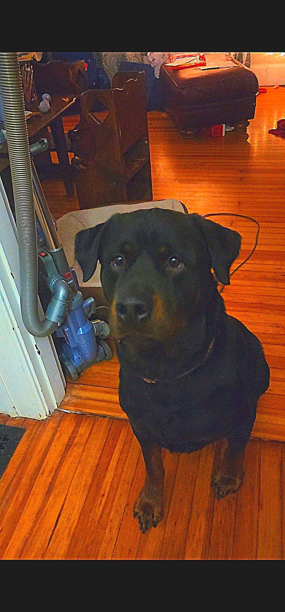 Prince Dante is registered to the contest to win money with this photo: borador, canidae, carnivore, companion_dog, dog, dog_breed, dog_collar, fawn, floor, flooring, fur, hardwood, laminate_flooring, plank, snout, varnish, wood, wood_flooring, wood_stain, working_animal