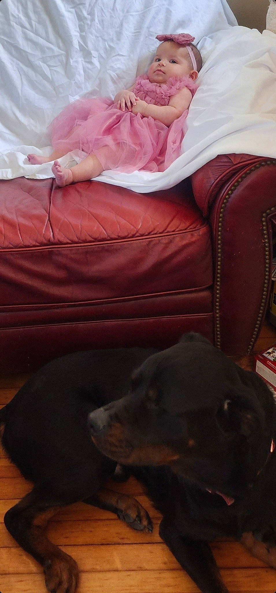 Prince Dante is registered to the contest to win money with this photo: bedding, carnivore, comfort, companion_dog, couch, dog, dog_breed, fur, guard_dog, linens, liver, magenta, nap, pink, room, snout, sporting_group, whiskers, wood, working_animal