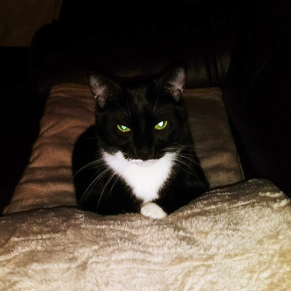Nala is registered to the contest to win money with this photo: animal, architecture, bed, bedroom, blackcat, blanket, building, cat, couch, cushion, furniture, homedecor, indoors, interiordesign, kitten, livingroom, manx, pet, quilt, room