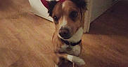 Milou participe au concours pour gagner de l'argent avec cette photo : brown_and_white, canine, carpet, collar, costume, devil_horns, dog, floor, funny, headband, home, indoors, looking_at_camera, low_light, paws, pet, pet_portrait, sitting, small_dog, warm_lighting