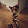 brown_and_white, canine, carpet, collar, costume, devil_horns, dog, floor, funny, headband, home, indoors, looking_at_camera, low_light, paws, pet, pet_portrait, sitting, small_dog, warm_lighting