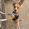 Milou a rejoint le concours — aidez-le/la à gagner de superbes lots ! animal_portrait, brown_dog, collar, dirt, dog, floppy_ear, gravel, happy, harness, human_feet, leash, open_mouth, outdoor, park, pointed_ear, rearing, standing, tree, wagging_tail, white_markings