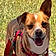 Milou
