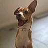adorable, animal, blurred_background, brown_fur, close_up, collar, dog, ears, happy, indoors, open_mouth, pet, playful, portrait, puppy, short_hair, sitting, smiling, tongue, white_fur