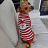 Milou a rejoint le concours — aidez-le/la à gagner de superbes lots ! couch, curly_tail, cushion, cute, dog, head_tilt, indoor, living_room, modern_home, pet, portrait, red, santa_sweater, sitting, small_dog, sofa, striped_clothing, sweater, upright_ear, white