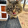 cat, tabby, animal, outdoor, fur, whiskers, tongue, licking, closeup, pet, texture, wooden_structure, nature, tree, eyes, face, paws, daylight, feline, curious