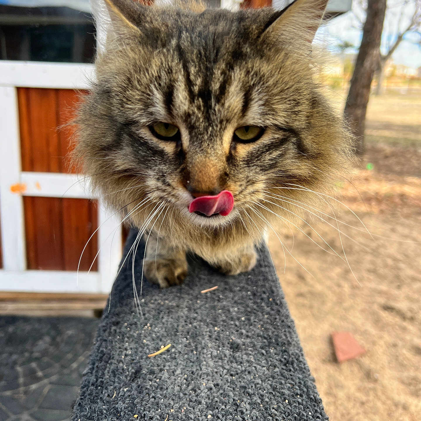 Hubcap joined the competition — help win amazing prizes! animal, cat, closeup, curious, daylight, eyes, face, feline, fur, licking, nature, outdoor, paws, pet, tabby, texture, tongue, tree, whiskers, wooden_structure