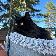 Michelin is registered to the contest to win money with this photo: black_cat, yellow_eyes, cat_bed, fluffy_bed, outdoor, pine_trees, blue_sky, pet, feline, animal, nature, relaxing, fur, close_up, daylight, wooden_deck, peaceful, domestic_cat, resting, cute