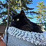 black_cat, yellow_eyes, cat_bed, fluffy_bed, outdoor, pine_trees, blue_sky, pet, feline, animal, nature, relaxing, fur, close_up, daylight, wooden_deck, peaceful, domestic_cat, resting, cute