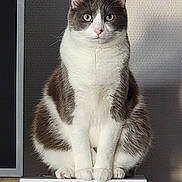 Django participe au concours pour gagner de l'argent avec cette photo : animal, calm, cat, close_up, curious_eyes, cute, domestic_cat, electronic_device, feline, furniture, gray_and_white_fur, household, indoor, looking_at_camera, paws, pet, portrait, sitting, still_life, whiskers