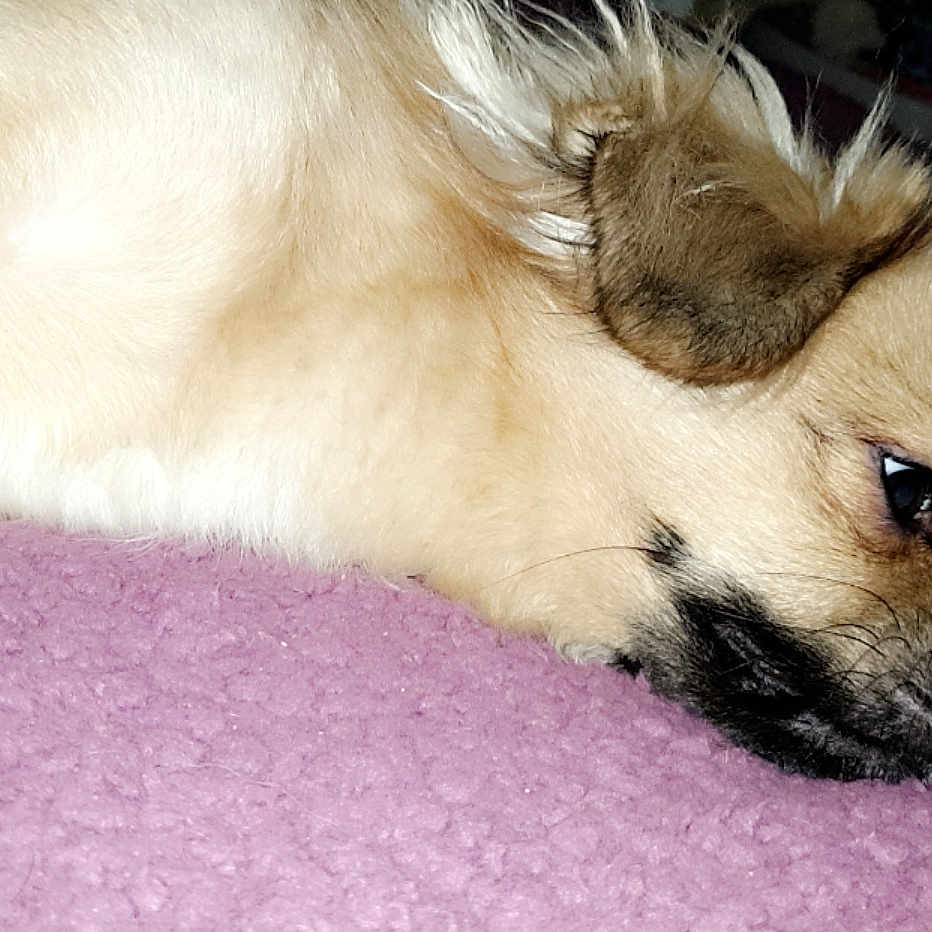 Snwoppy