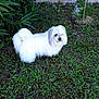 Lindsay participe au concours pour gagner de l'argent avec cette photo : animal, canine, curious, daylight, dog, fluffy, fur, garden, grass, greenery, leafy_plants, nature, outdoor, pet, plant, side_view, small_dog, standing, wall, white_dog
