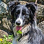 dog, border_collie, black_and_white, tongue_out, leaf, greenery, stone_wall, outdoor, sunlight, fur, ears, pet, animal, nature, playful, happy, close_up, portrait, grass, daylight