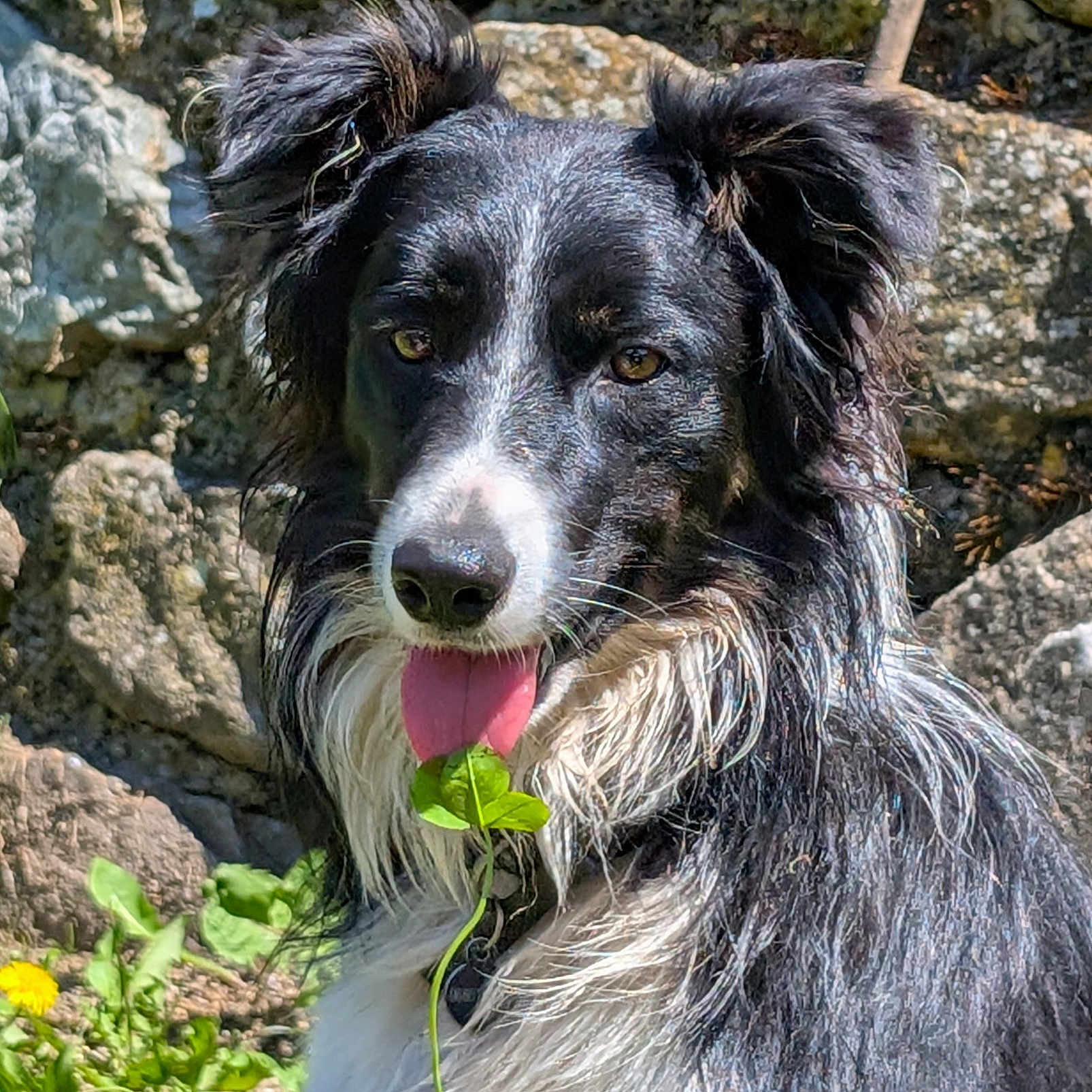 Vaya a rejoint le concours — aidez-le/la à gagner de superbes lots ! animal, black_and_white, border_collie, close_up, daylight, dog, ears, fur, grass, greenery, happy, leaf, nature, outdoor, pet, playful, portrait, stone_wall, sunlight, tongue_out