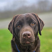Angel is registered to the contest to win money with this photo: dog, labrador, chocolate_labrador, pet, animal, canine, outdoor, grass, collar, brown_fur, portrait, close_up, focused, ears, nose, eyes, nature, background_blur, leash, friendly
