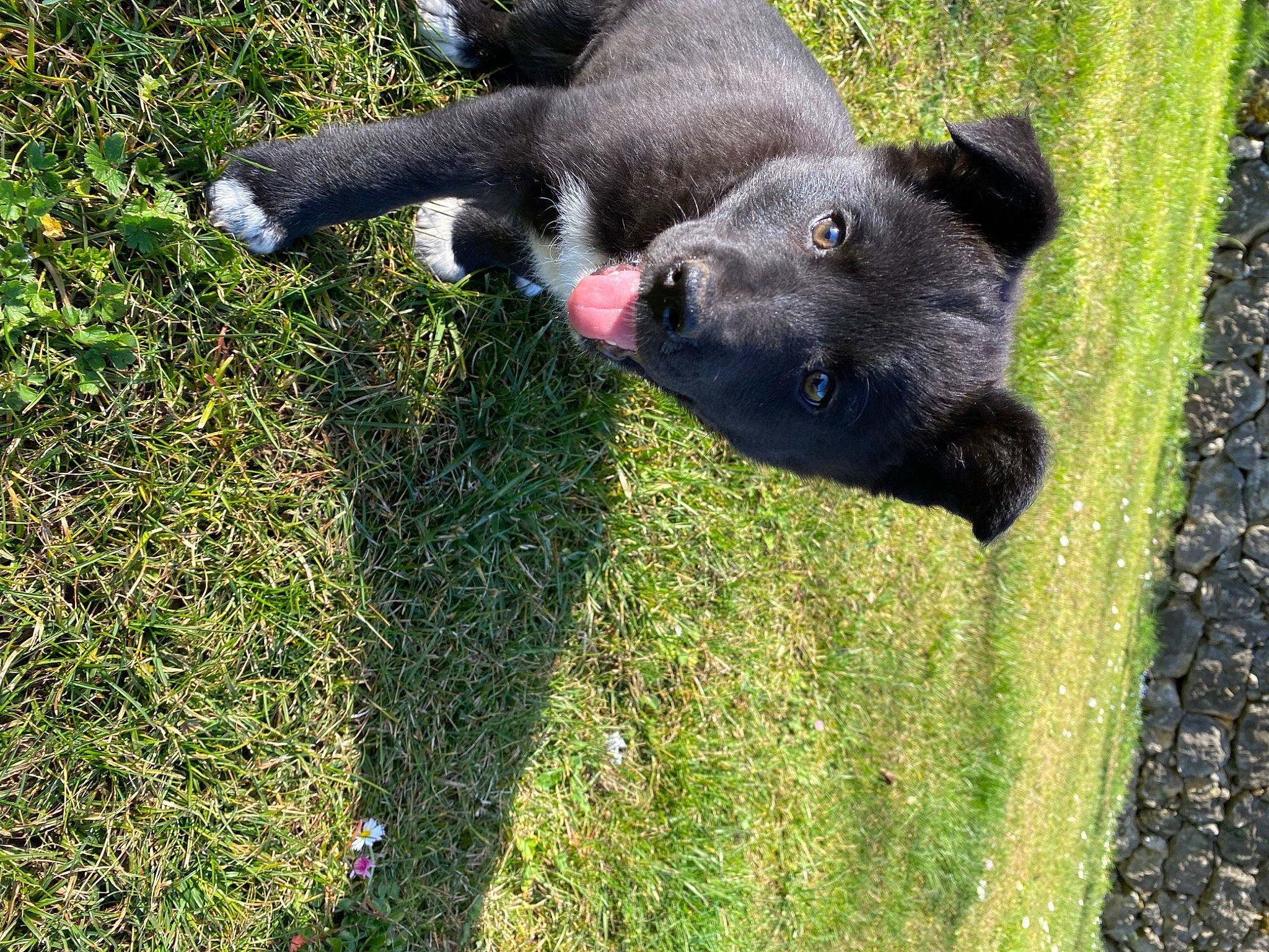 Taïka participe au concours pour gagner de l'argent avec cette photo : annual_plant, borador, canidae, carnivore, companion_dog, dog, dog_breed, fawn, fur, grass, groundcover, guard_dog, plant, shrub, sporting_group, tail, terrestrial_animal, terrier, working_animal, working_dog