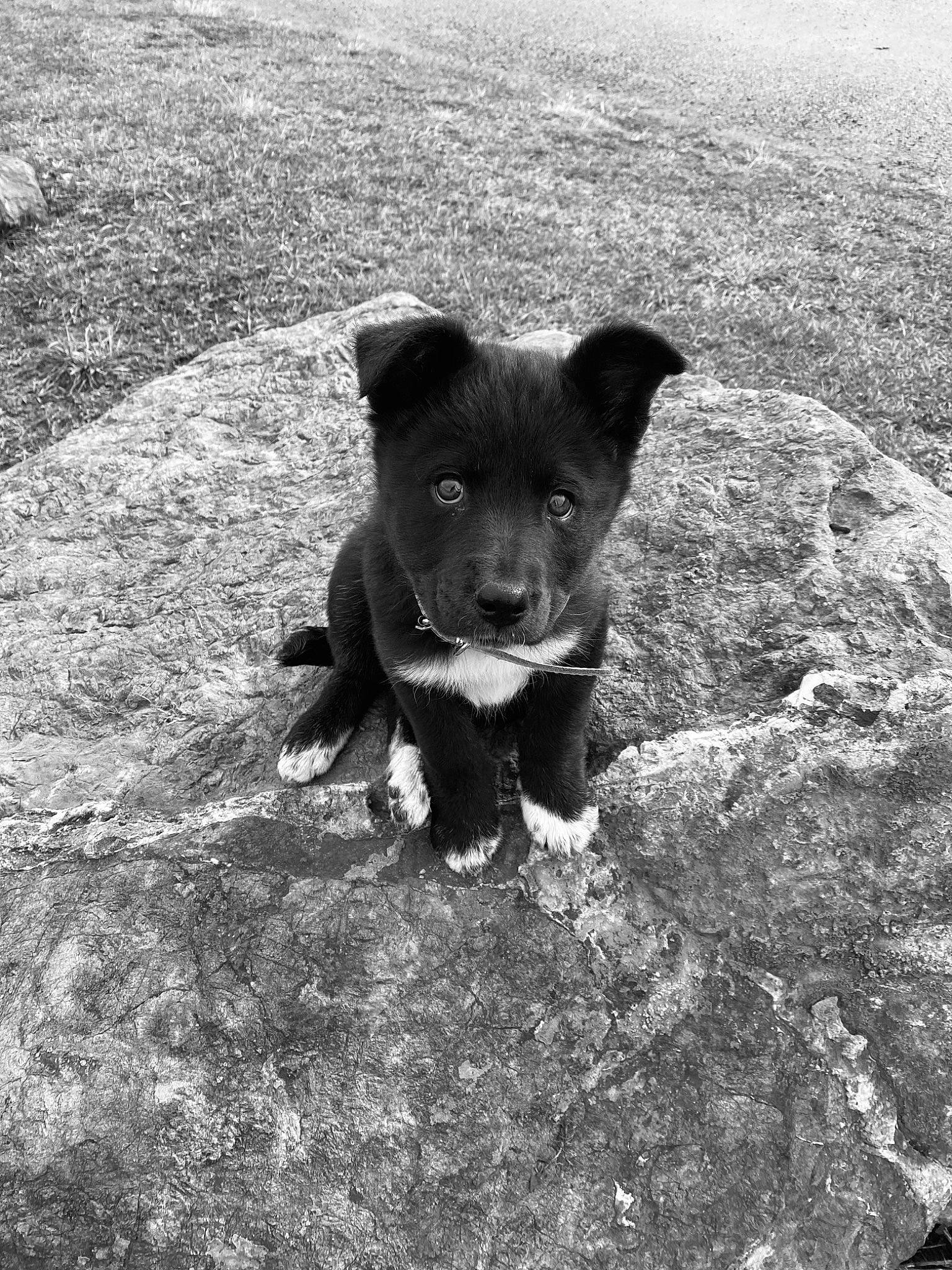 Taïka participe au concours pour gagner de l'argent avec cette photo : black_and_white, canidae, carnivore, companion_dog, dog, dog_breed, fawn, grass, monochrome, monochrome_photography, plant, snout, sporting_group, style, tail, terrestrial_animal, tints_and_shades, tree, whiskers, working_animal