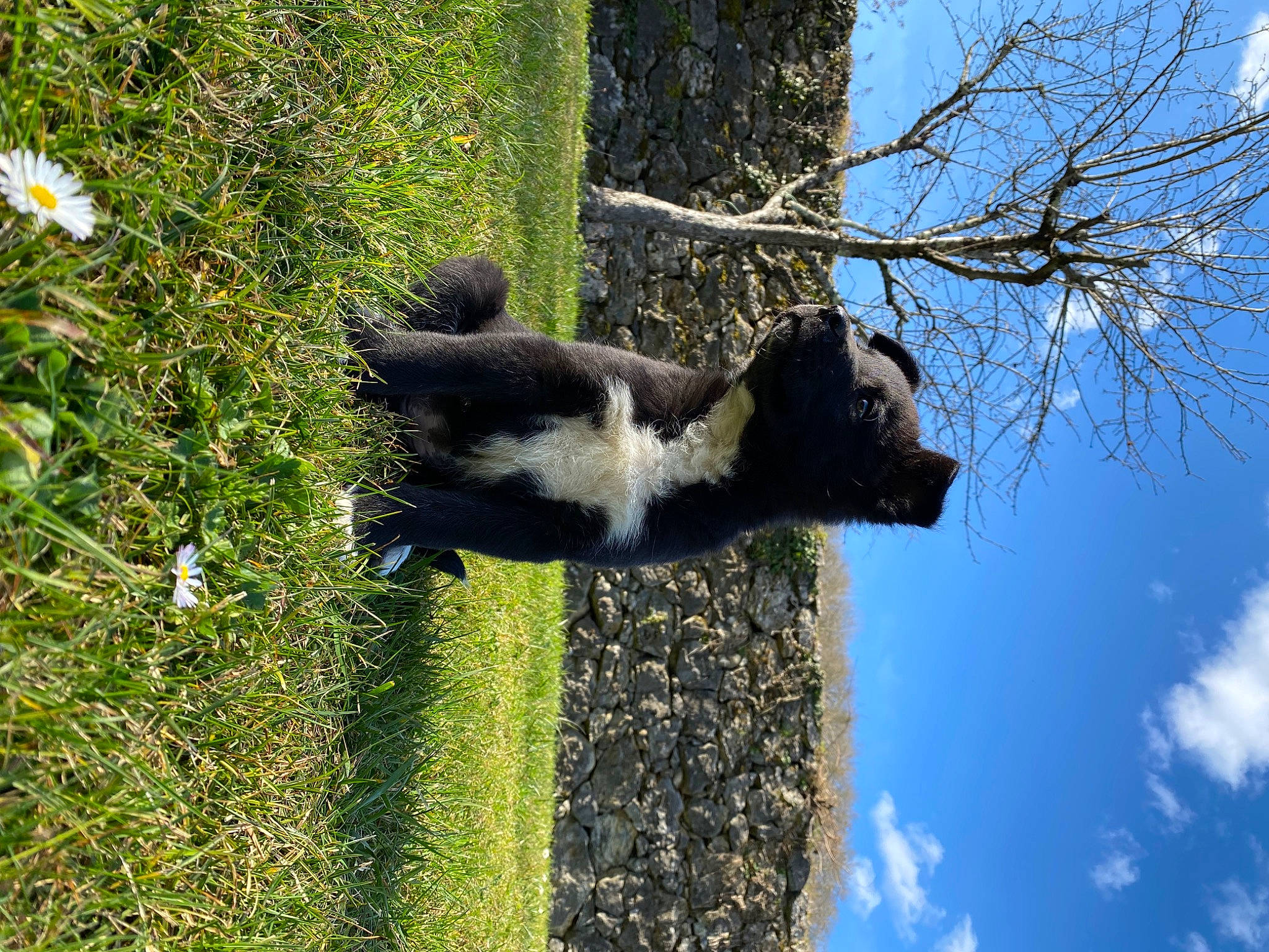 Taïka participe au concours pour gagner de l'argent avec cette photo : biome, cloud, flower, forest, grass, groundcover, pasture, people_in_nature, plant, shrub, sky, tail, terrestrial_animal, tree, trunk, twig, vegetation, water, wildlife, wood