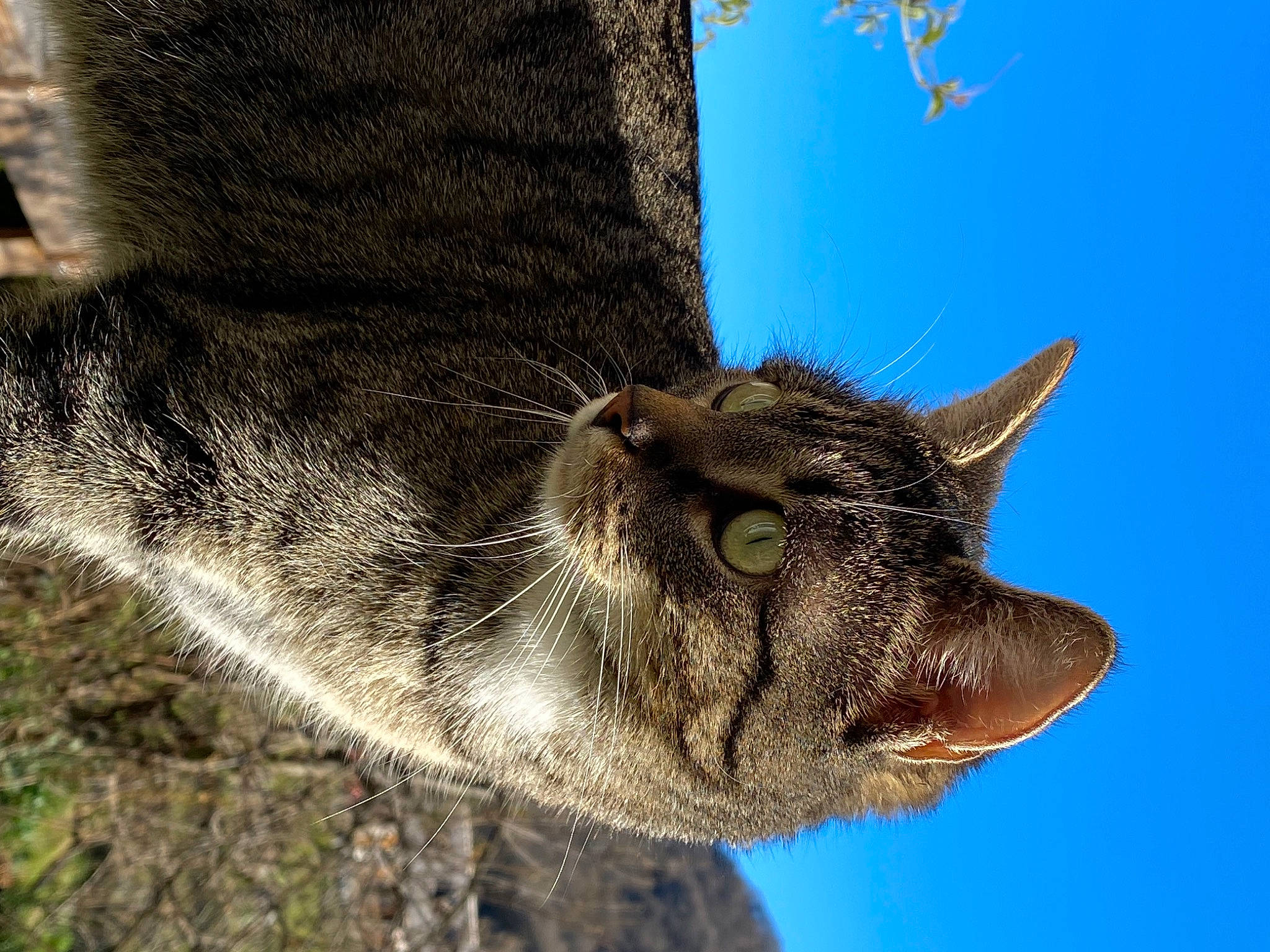 Roxy a rejoint le concours — aidez-le/la à gagner de superbes lots ! canidae, carnivore, cat, claw, close_up, dog_breed, domestic_short_haired_cat, electric_blue, eye, felidae, fur, sky, small_to_medium_sized_cats, snout, sporting_group, tail, terrestrial_animal, whiskers, wildlife, working_animal