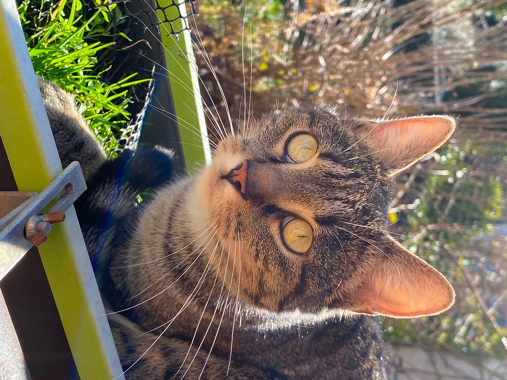 Roxy participe au concours pour gagner de l'argent avec cette photo : carnivore, cat, domestic_short_haired_cat, eye, fang, fawn, felidae, flowerpot, fur, grass, head, houseplant, plant, small_to_medium_sized_cats, snout, terrestrial_animal, tree, whiskers, wildlife, window